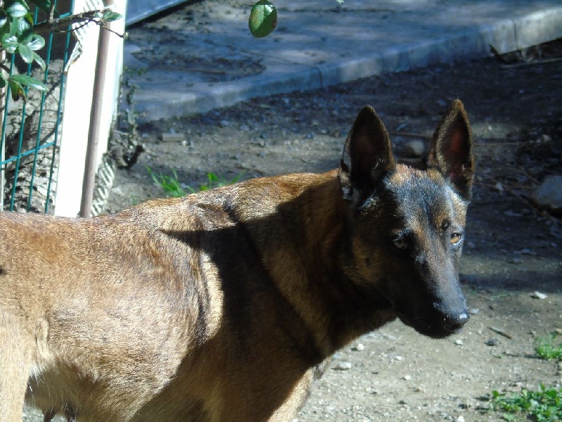 Inka des Cerberes De Caronne