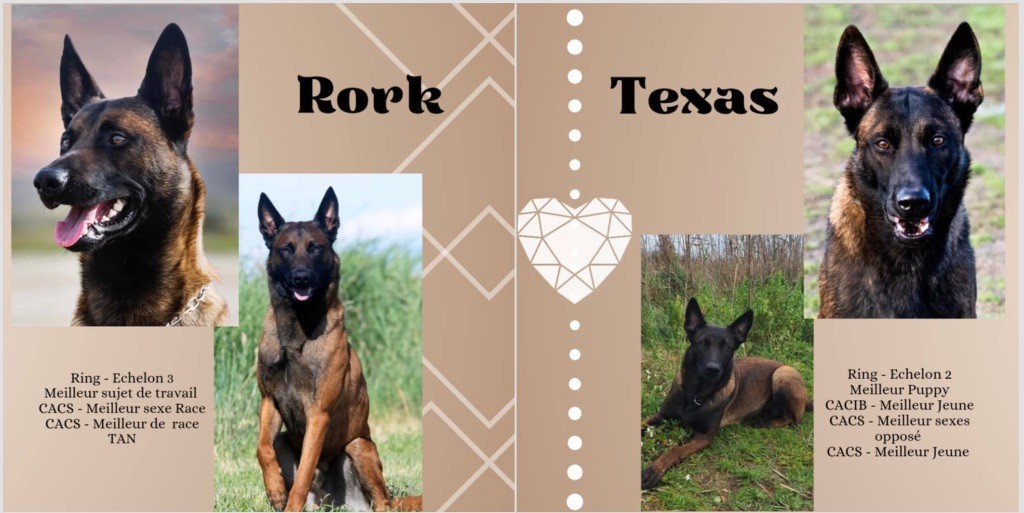 Des Masques Du Diamant Noir - Gestation confirmée Texas & Rork des masques du diamant noir 