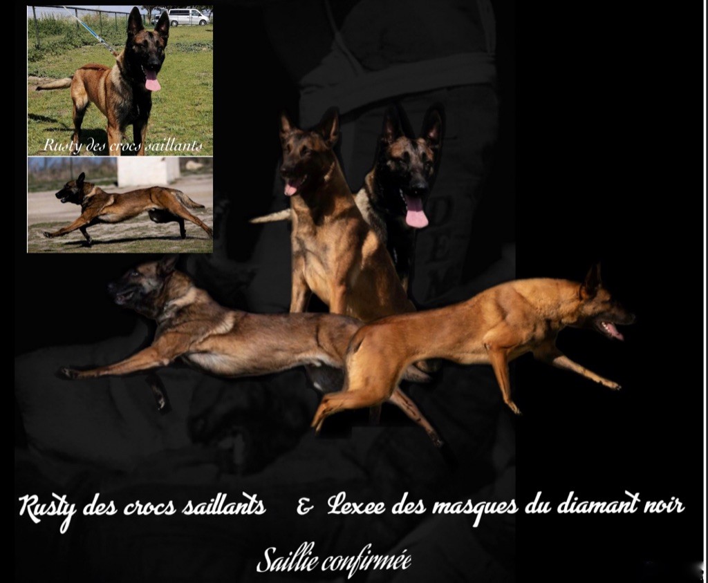 Des Masques Du Diamant Noir - Saillie confirmée