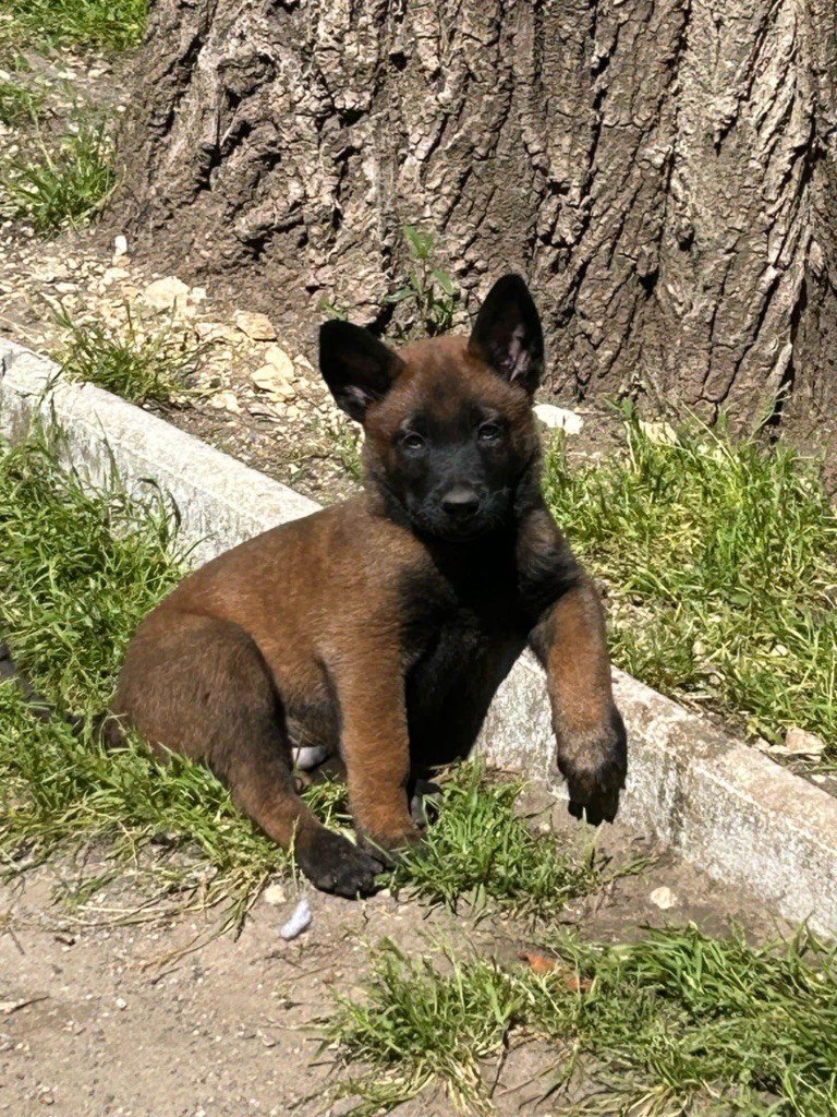 Des Masques Du Diamant Noir - Chiots disponibles - Berger Belge