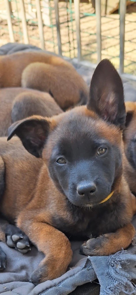 Des Masques Du Diamant Noir - Chiots disponibles - Berger Belge
